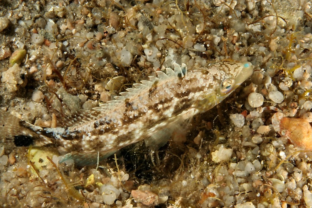 Labride (Symphodus cinereus)